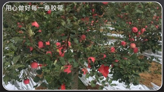 如何挑選合適的果樹反光膜[黄瓜AV在线下载膠帶]